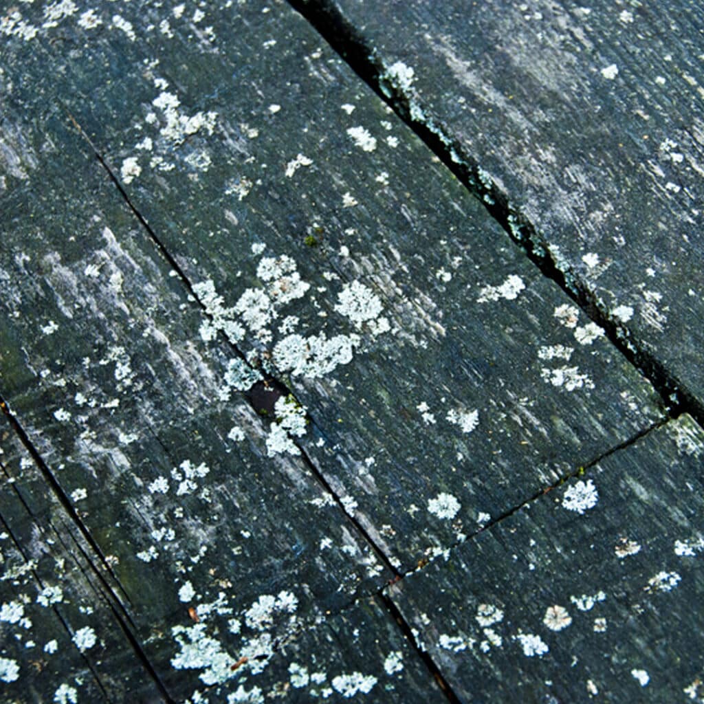Zoomed in picture of a wood pallet with mildew